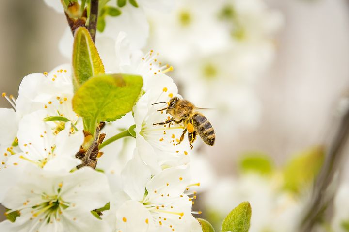 Agir comme l’abeille…