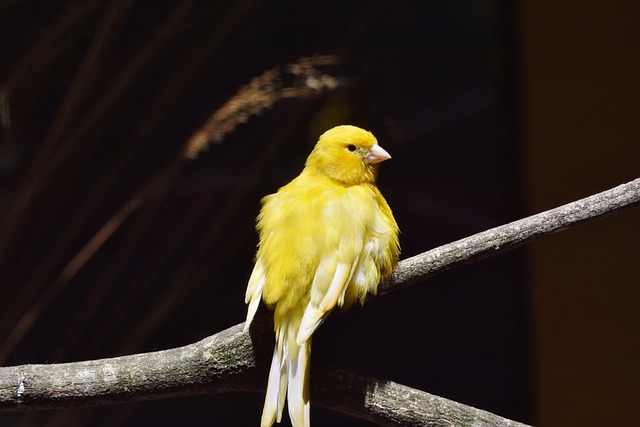 Troubles bancaires, un canari dans la mine ?