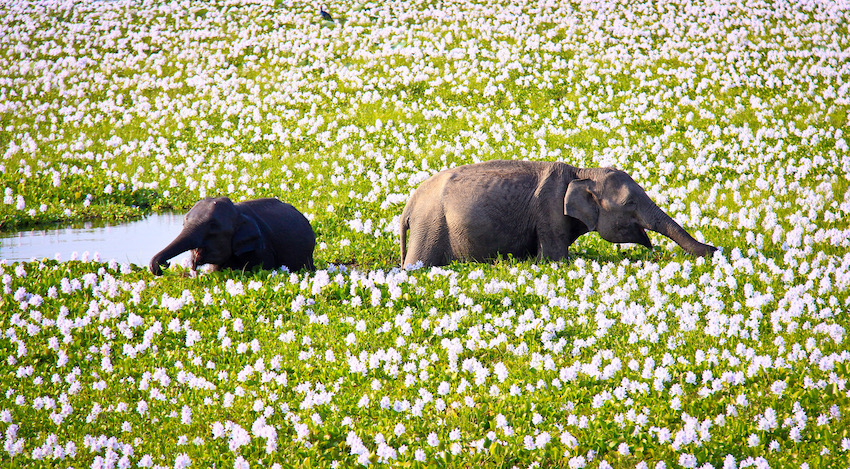 REYL Intesa Sanpaolo publie la deuxième édition de sa publication, FORWARD, sur la biodiversité