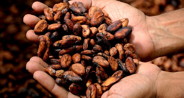 Pourquoi il est impératif pour les 8 premiers producteurs mondiaux de Cacao de créer l’OPEP du Cacao